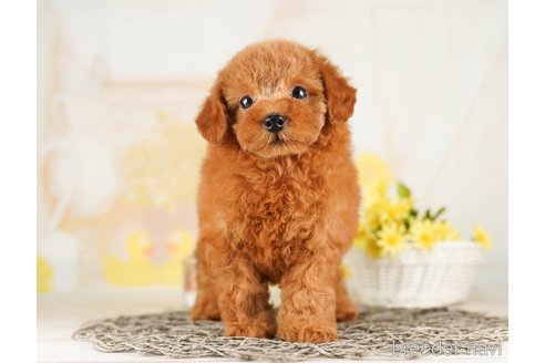 成約済の千葉県のトイプードル-255182の2枚目